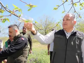 Kestane zararlısına karşı 2 bin 700 parazitoit böcek doğaya salındı
