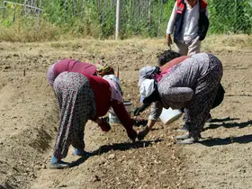 Kilosu 600 bin lira: Safranın yeni sezon dikimi başladı
