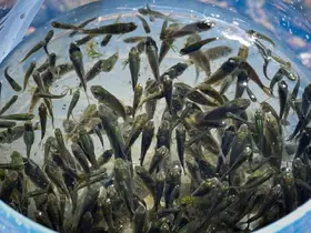 Kırklareli Barajı’na 450 bin yavru sazan bırakıldı
