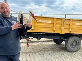 Kırklareli’de yaralı leyleğe şefkat eli

