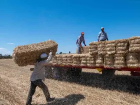 Kırklareli’nde saman balyası mesaisi: Günde 500 balya taşıyorlar
