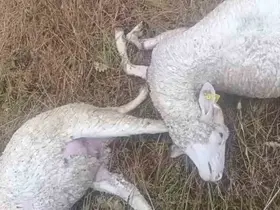 Kırklareli’nde şiddetli yağışta hayvanlar telef oldu, tarım arazileri zarar gördü
