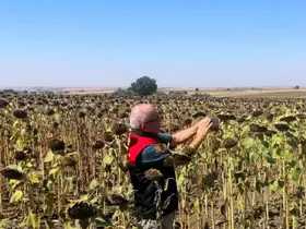 Kırklareli’nde TAKE projesiyle ekimi yapılan ayçiçekleri kontrol edildi
