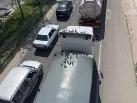 Kırmızı ışıkla birlikte kumruların ziyafeti başlıyor
