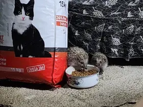 Kirpi ailesi kedilere bırakılan mamaya ortak oldu
