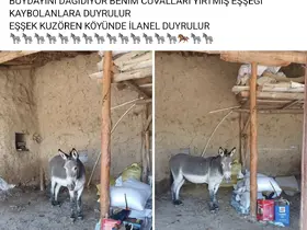 Kırsal mahalledeki başıboş eşek merak konusu
