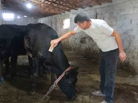 ‘ Kırsalda Bereket Hayvancılığa Destek’ projesi ilk meyvesini verdi
