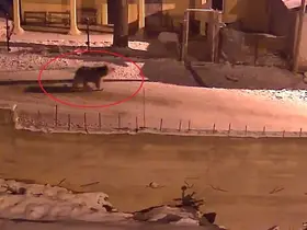 Kış uykusundan uyanan ayılar Bayburt’un köylerinde yiyecek aradı
