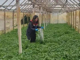 Kışlık sebzeler hasat öncesi denetimden geçiyor
