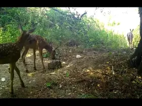 Kızıl geyikler, annelerinin izinde...
