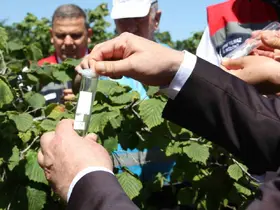 Kokarcanın sonunu samuray arısı getirecek: 1,65 milyonluk biyolojik savaş

