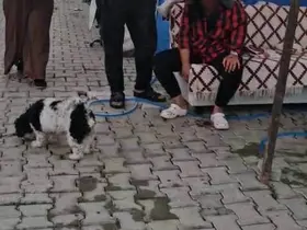 Konteyner kentte imam nikahlı koca dehşeti: Karısı ve kızıyla birlikte toplam 4 kişiyi palayla yaraladı
