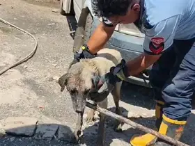 Konteynerin altında sıkışan anne köpek ve yavruları itfaiye ekiplerince kurtarıldı
