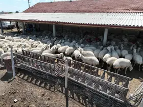 Konya’da hayvan yetiştiriciliği eğitimleri üreticiye güç katıyor