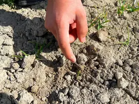 Konya'da yağışlar hububata umut oldu