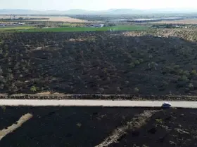 Konya’da ağaçlık 150 dekar alan kül oldu
