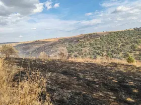 Konya’da çıkan orman yangını söndürüldü
