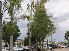 Konya'da fırtına ağacı tramvay yoluna devirdi! Yaralı da var