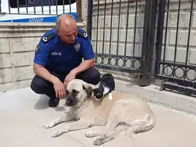 Köpeği annesi sanan kedi
