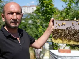 Korkmadan temas edebildiği arılarla 5 senedir birlikte yaşıyor
