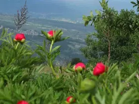 Koruma altındaki çiçekler doğaseverleri cezbediyor

