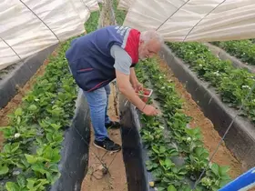 Köşk’te çilekte pestisit denetimi sürüyor
