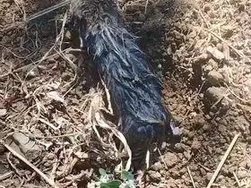 Köstebek sandı, gerçek çok başka çıktı
