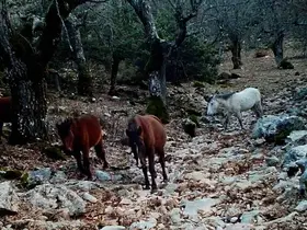 Kovada Gölü Milli Parkı’nda yaban hayatı fotokapana yansıdı

