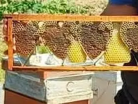 Kovan denetiminde bulunan kalp şeklindeki petek görenleri şaşırttı
