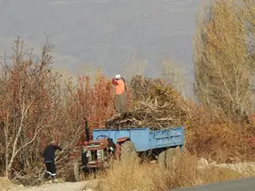 Köylerde kışlık odun hazırlığı
