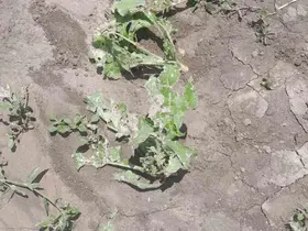 Kozaklı’da dolu ve sağanak tarım arazilerini vurdu
