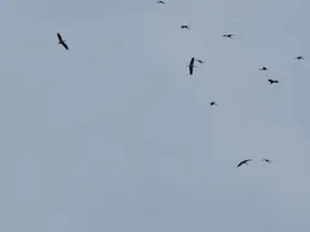 Kozan semalarında leyleklerin göç yolculuğu mest etti
