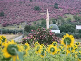 Kozan’da dağlar pembeye, ova günebakanlarla sarıya büründü
