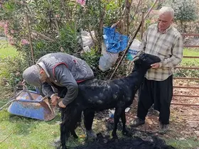 Kozan’da keçilere yaz bakımı
