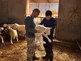 Küçükbaş hayvanlara yönelik aşılama çalışmaları sürüyor
