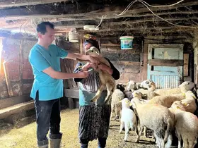 Küçükbaş hayvanlarda kayıt ve sağlık kontrolleri yapıldı
