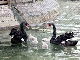 Kuğulu Park yavru kuğularıyla ilgi çekiyor
