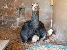 Kümesin davetsiz misafiri yavru kedi anne tavuğun altına sığındı
