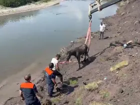 Kura Nehri’nde bataklığa saplanan at vinç yardımıyla kurtarıldı
