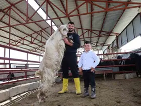 Kurban mesaisinde ’rekor’ heyecanı: 140 kilogramlık dev keçi
