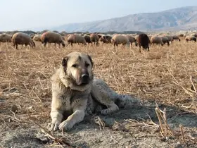 Kurtlarla mücadelede sürünün en büyük güvencesi çoban köpekleri
