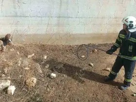 Kuru havuzda mahsur kalan köpek kurtarıldı
