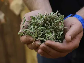 Kurusunun 100 gramı ile bir öğünlük yemek pişiyor

