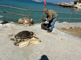 Kuşadası Körfezi’nde ‘deniz kaplumbağası’ alarmı
