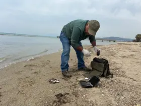 Kuşadası’nda iki deniz kaplumbağası ölü bulundu
