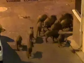Kuşadası’nda yaban domuzları sürüsü mahalle aralarında görüntülendi
