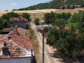 Kütahya’da leylekler bu köyün maskotu oldu
