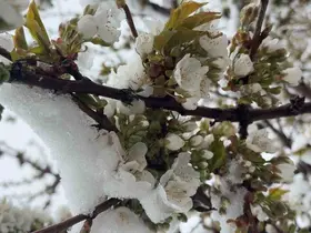 Kütahya’da Mayıs ayında kar sürprizi
