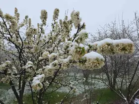 Kütahya’da mayıs karı yağışı hayatı olumsuz etkiledi, üretici endişeli
