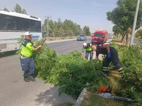 Kuvvetli rüzgar ağacı devirdi

